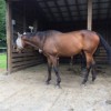 horse run in shed rubber mats thumbnail