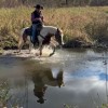 Horse Training Video Tutorials thumbnail