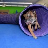Leerburg has used Greatmats Dog Agility for nearly five years and is as happy as ever with their performance. thumbnail