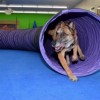 dog in tunnel lying on agility mats flooring