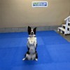 Sara Carson Trick Dog Agility Training Mats thumbnail