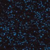 Buff Blue Rolled Rubber Eureka 8 mm 25% Color 