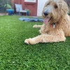 Traffic Blade Silver Artificial Turf for pet areas
