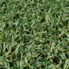 Endless Summer Artificial Grass Turf Roof Top Turf