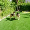 backyard turf that is pet friendly and good for family homes thumbnail