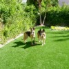 La Jolla Artificial Turf Roll 15 Ft German Shepard