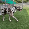 Great Dance dog walking on Pet Heaven Artificial Grass Turf at dog facility