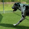 Great Dane dog walking on Pet Heaven Artificial Grass Turf in outdoor dog kennel