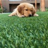 Puppy laying on Traffic Blade Silver Artificial Turf Roll 1-1/2 Inch x 15 Ft. Wide Per SF