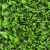V-Max Artificial Grass Turf 3/4 Inch x 15 Ft. Wide Per SF texture close up angle 