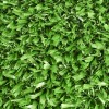 V-Max Lite Artificial Grass Turf 3/4 Inch x 15 Ft. Wide Per SF texture close up