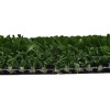 V-Max Lite Artificial Grass Turf 3/4 Inch x 15 Ft. Wide Per SF side view