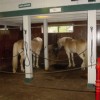 Horse Stall Mats Kits showing horse in barn stall.