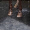 close up of horse's feet in washbay with rubber mats