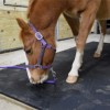 interlocking horse stall mats thumbnail