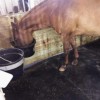 Horse Stall Mats 10x12 Ft Kit - Natural grain bucket.
