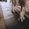 Clydesdale walking on Rubber Mat Classic Straight Edge 3/4 Inch x 4x6 Ft