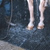 Wash Rack Classic Interlocking Mat 1/2 Inch x 3x3 Ft. rinsing horse with hose
