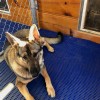 Blue HVD Kennel Matting Roll 13.5 mm x 4x33 Ft. in Kennel with German Shepherd Dog