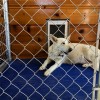 Blue HVD Kennel Matting Roll 13.5 mm x 4x33 Ft. in Kennel with Large Dog