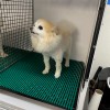 HVD Kennel Matting Roll 13.5 mm x 4x33 Ft. Small Dog in Kennel with Green Matting