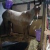 Portable Horse Stall Mats customer horse in barn