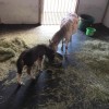 Portable Horse Stall Mats customer horses in barn