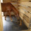 Portable Horse Stall Mats showing horse in stable