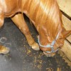 Portable Horse Stall Mats showing horse eating in stall.