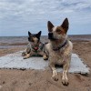 Portable Outdoor Tile 12x12 Inch over sand with dogs sitting on top