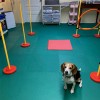 Home Dog Agility Training floor thumbnail