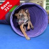 dog in tunnel lying on agility mats flooring