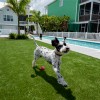 Simply Natural Tall Artificial Grass Turf 2 Inch x 15 Ft. Wide per SF Lap pool and dogs