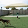 UlimatePet on UtimateGrass turf