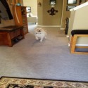royal interlocking carpet in home entryway