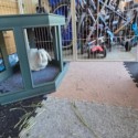 royal interlocking carpet tiles for bunny enclosure