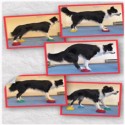 Dog Agility Mats Interlocking Tiles 3/4 Inch x 1x1 Meter customer review photo 1