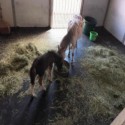 Portable Horse Stall Mats 3/4 Inch x 2x2 Ft. customer review photo 1