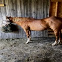 Horse Stall Interlocking Center Mat 3/4 Inch x 4x6 Ft. customer review photo 1