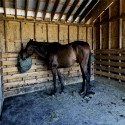 Horse Stall Interlocking Center Mat 3/4 Inch x 4x6 Ft. customer review photo 2