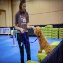 Dog Agility Mats Interlocking Tiles 3/4 Inch x 1x1 Meter customer review photo 1
