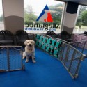 Dog Agility Mats Interlocking Tiles 3/4 Inch x 1x1 Meter customer review photo 1