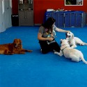 Dog Agility Mats Interlocking Tiles 3/4 Inch x 1x1 Meter customer review photo 2