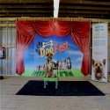 Dog Agility Mats Interlocking Tiles 3/4 Inch x 1x1 Meter customer review photo 3