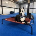 Dog Agility Mats Interlocking Tiles 3/4 Inch x 1x1 Meter customer review photo 2