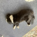Royal Interlocking Carpet Tile 5/8 Inch x 2x2 Ft. customer review photo 3