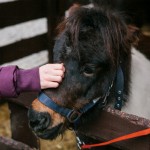 pet pony in a stall stall thumbnail