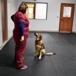 Veterninary Hospital Dog Rehab Rubber Flooring thumbnail