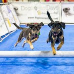 Dog training flooring for obedience, agility and flyball