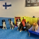 best flooring for dogs is blue foam agility mats thumbnail